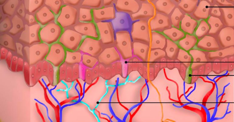 Esosomi: una strategia per superare la barriera cutanea