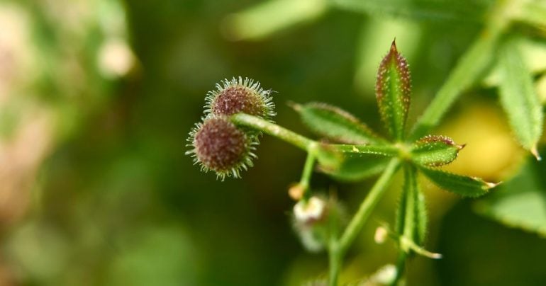 Galium aparine: proprietà, utilizzi e benefici