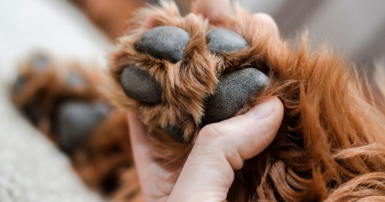 Il cane o il gatto zoppica, cosa fare